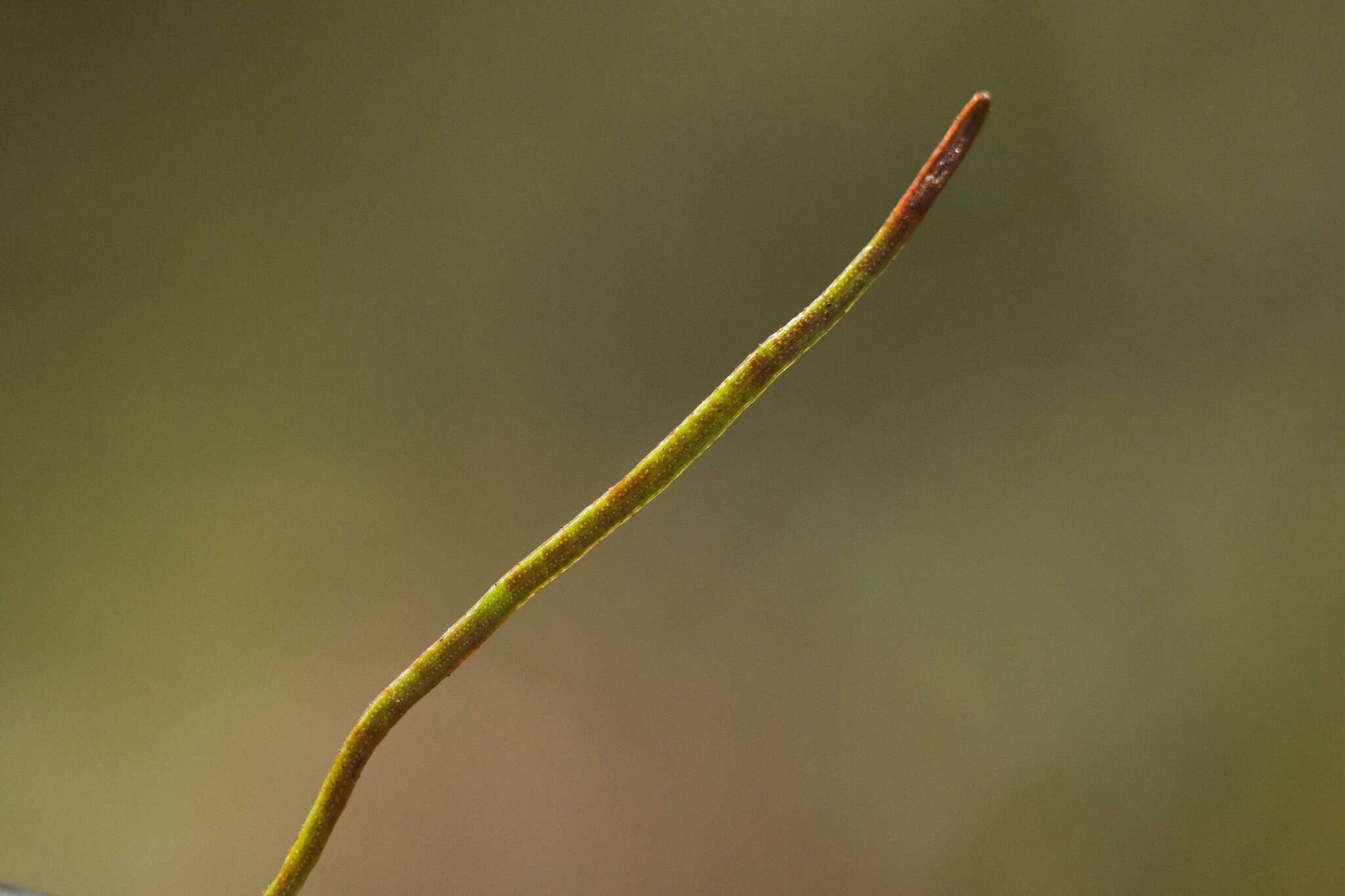 Image of Schizaea malaccana Bak.