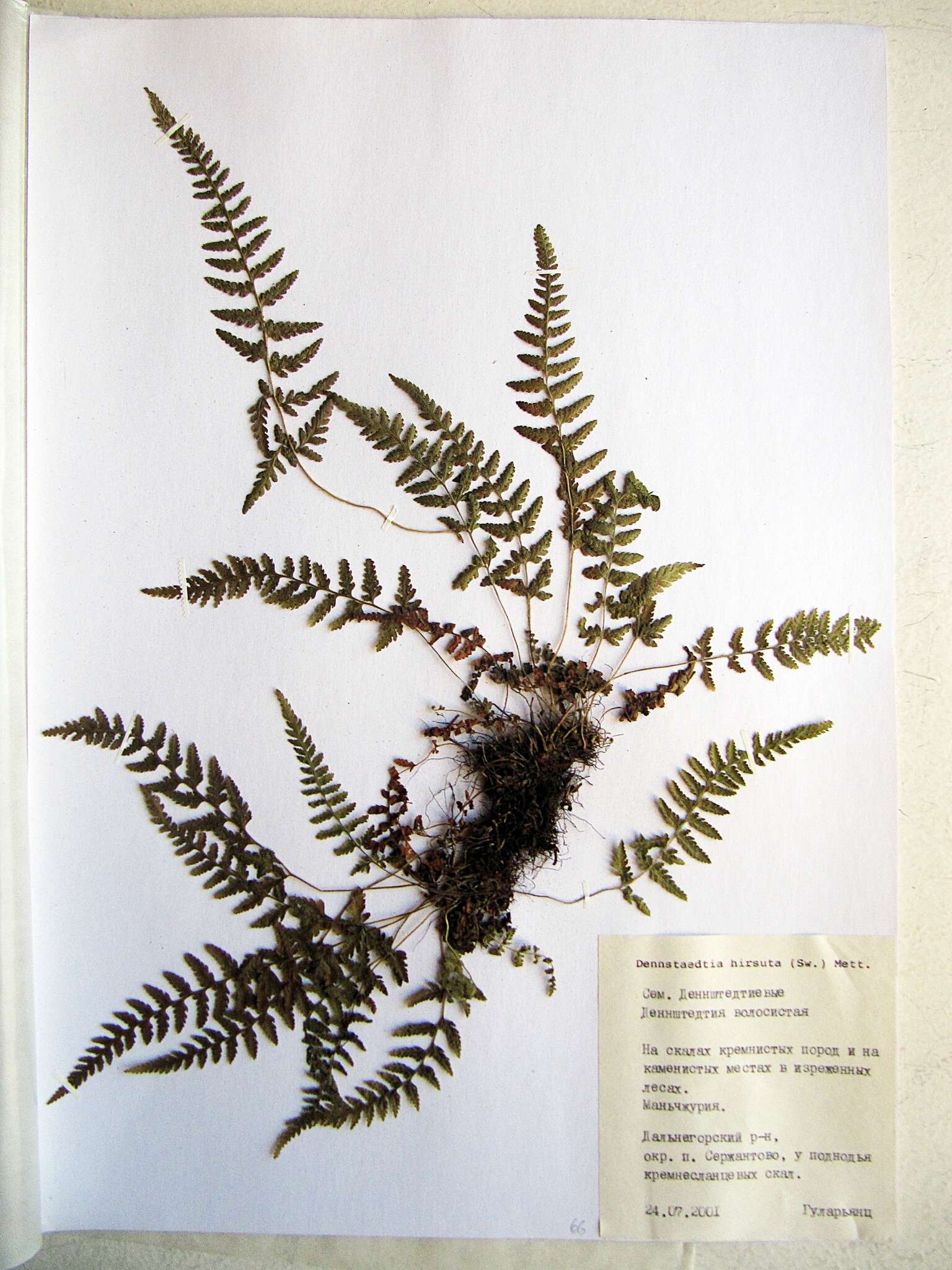 Image of Dennstaedtia hirsuta (Sw.) Mett. ex Miq.