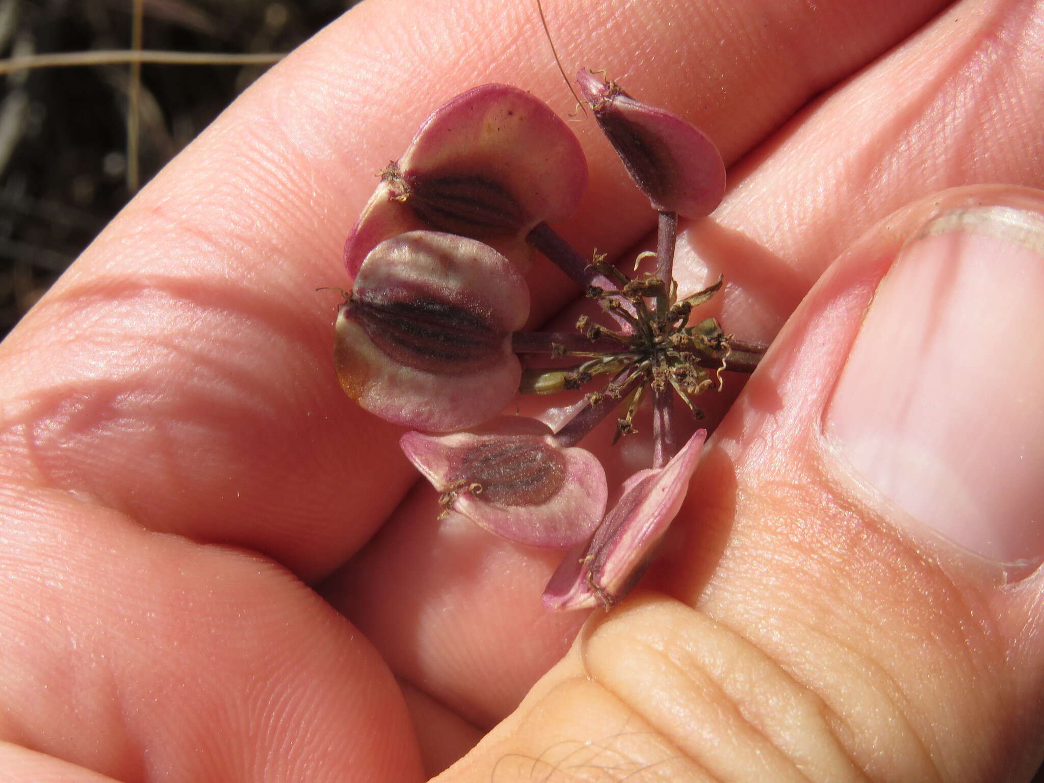 Image of shiny biscuitroot