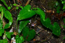 Imagem de Asarum caudigerum Hance