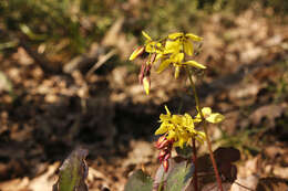 Image of Epimedium pinnatum subsp. colchicum (Boiss.) N. Busch