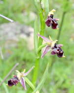 Imagem de <i>Ophrys aghemanii</i>