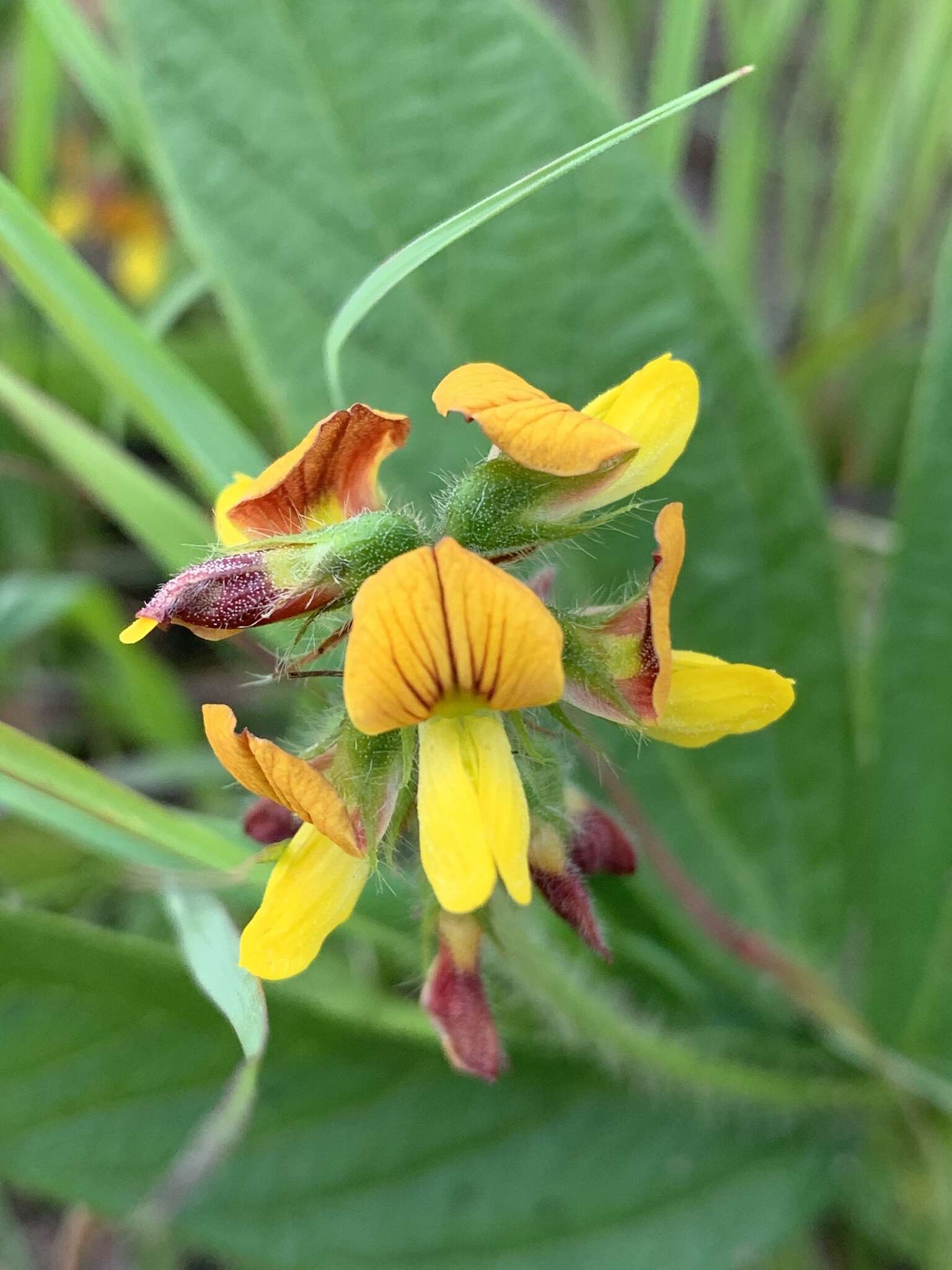 Image of Eriosema cordatum E. Mey.