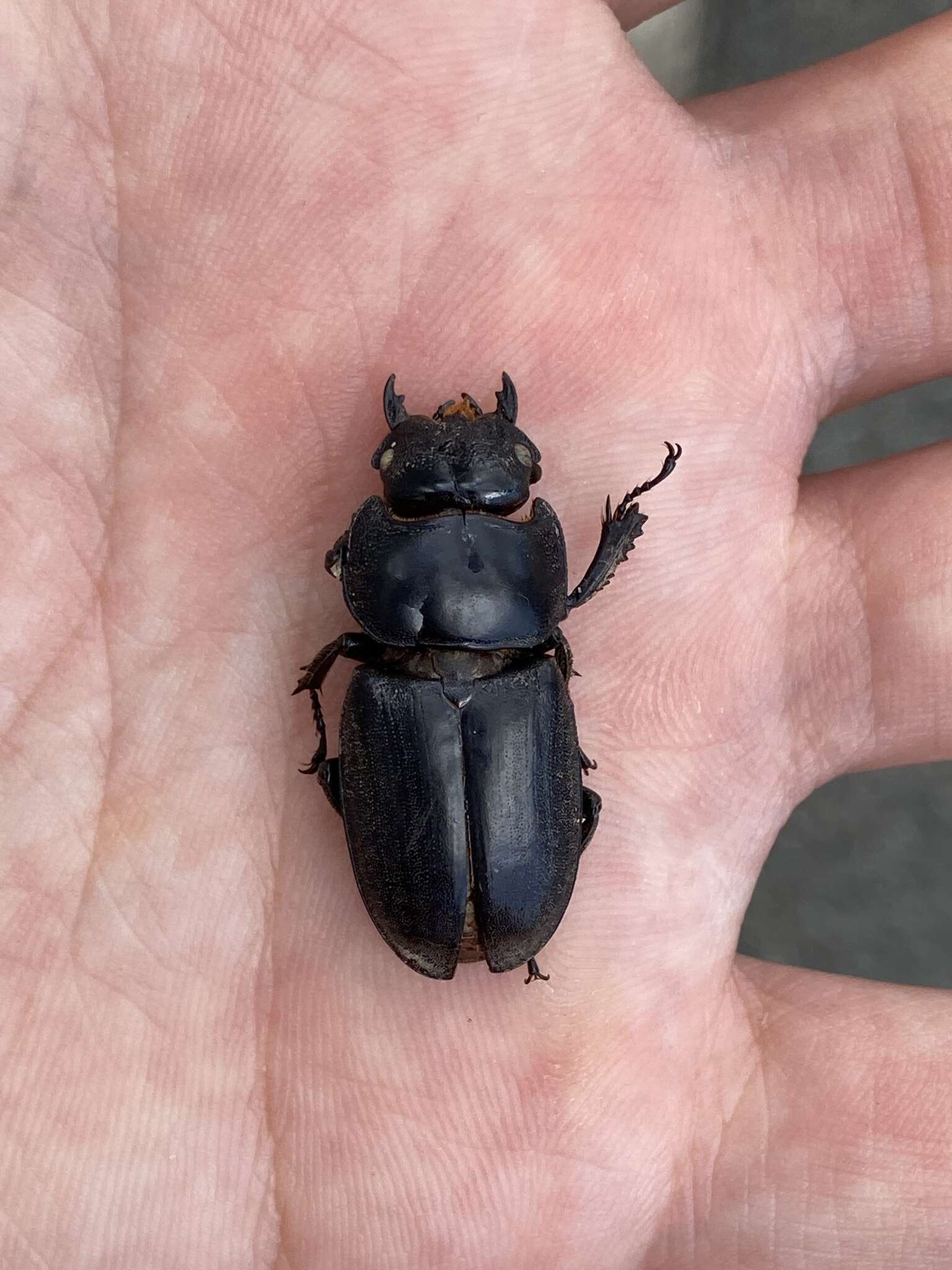 Image de Serrognathus titanus pilifer (Snellen van Vollenhoven 1860)