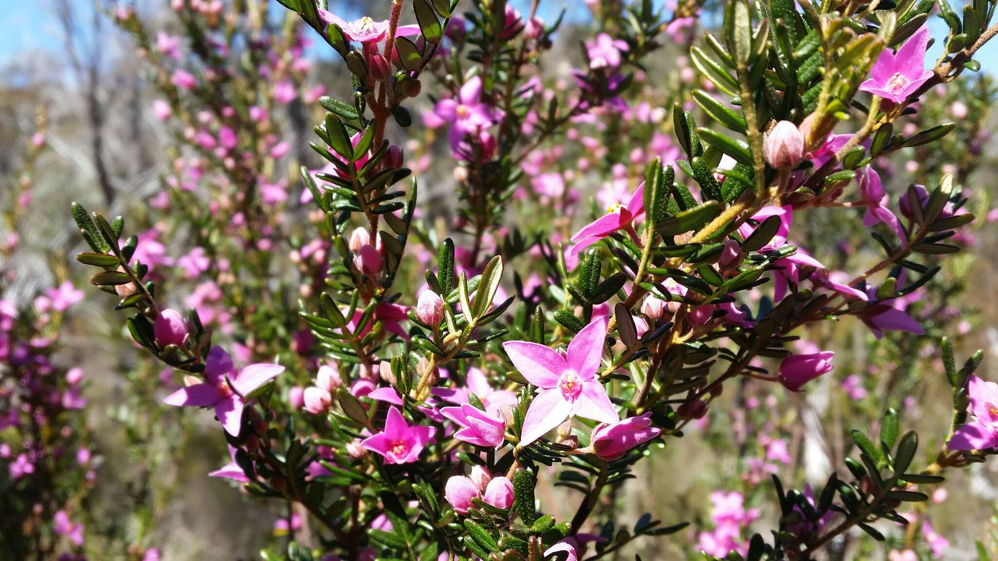 Image of Lovely Boronia