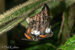 Image of Polistes occipitalis Ducke 1904