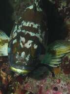 Image of Gopher rockfish