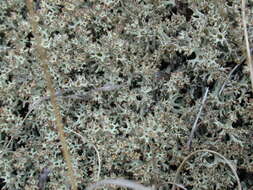 Image of Thorn cladonia