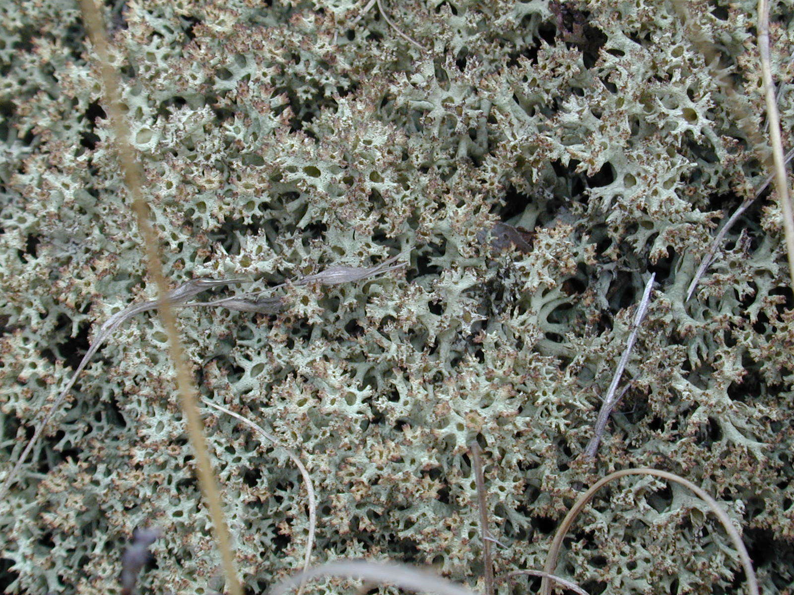 Image of Thorn cladonia