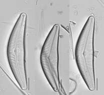 Image de <i>Cymbella neocistula</i> var. <i>islandica</i> Krammer 2002