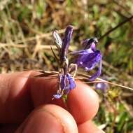 Plancia ëd Lobelia irasuensis Planch. & Oerst.