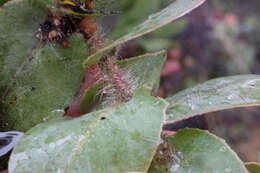 Image de Arctostaphylos refugioensis Gankin