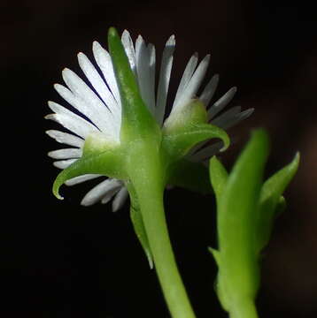 Image of Delosperma inconspicuum L. Bol.