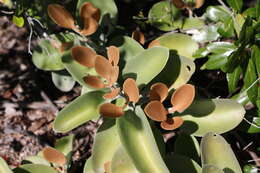 Image of Kalanchoe orgyalis Baker