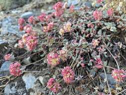 Image of sulphur-flower buckwheat