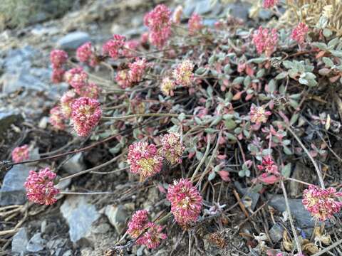 Image of sulphur-flower buckwheat