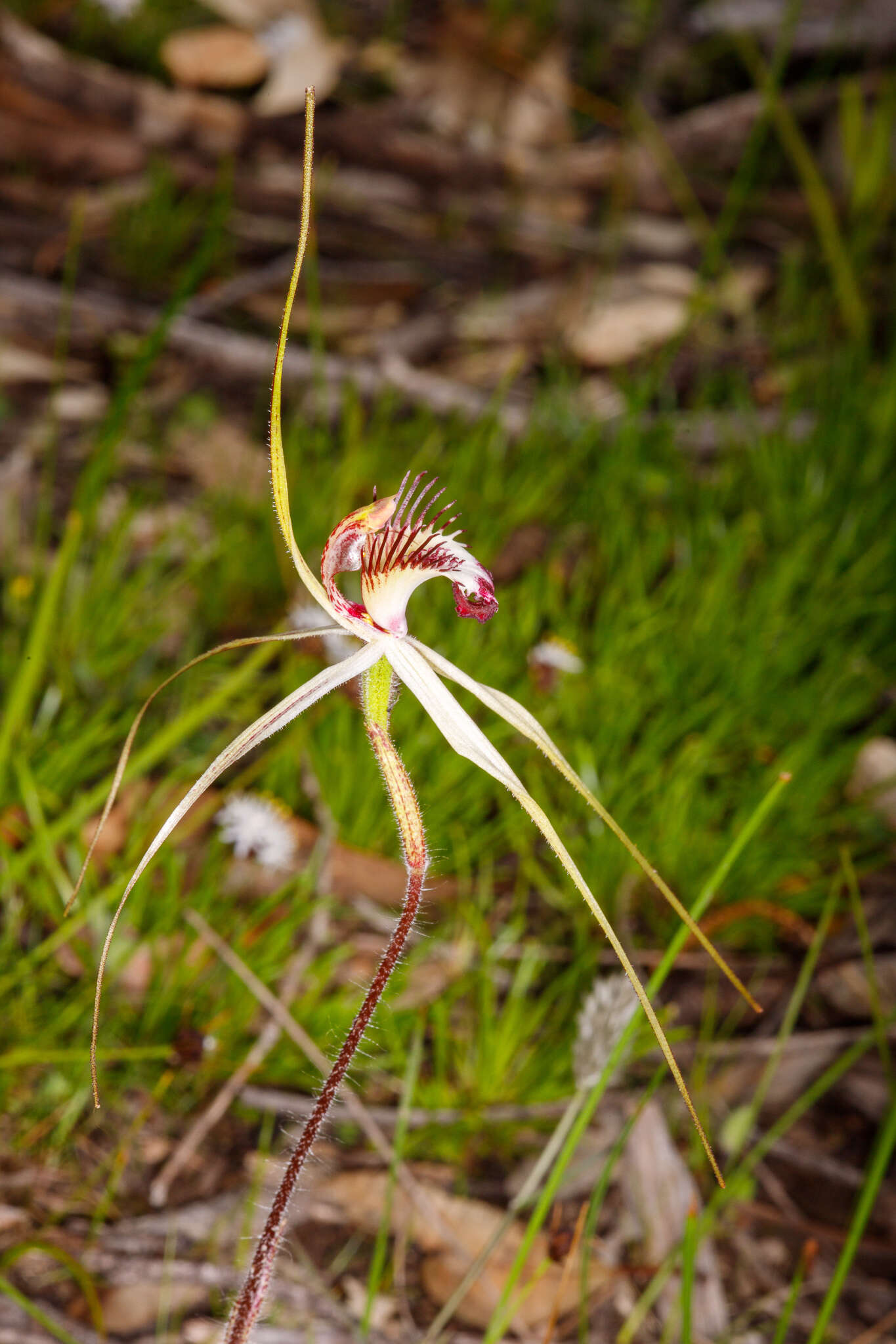 Imagem de Caladenia cala Hopper & A. P. Br.