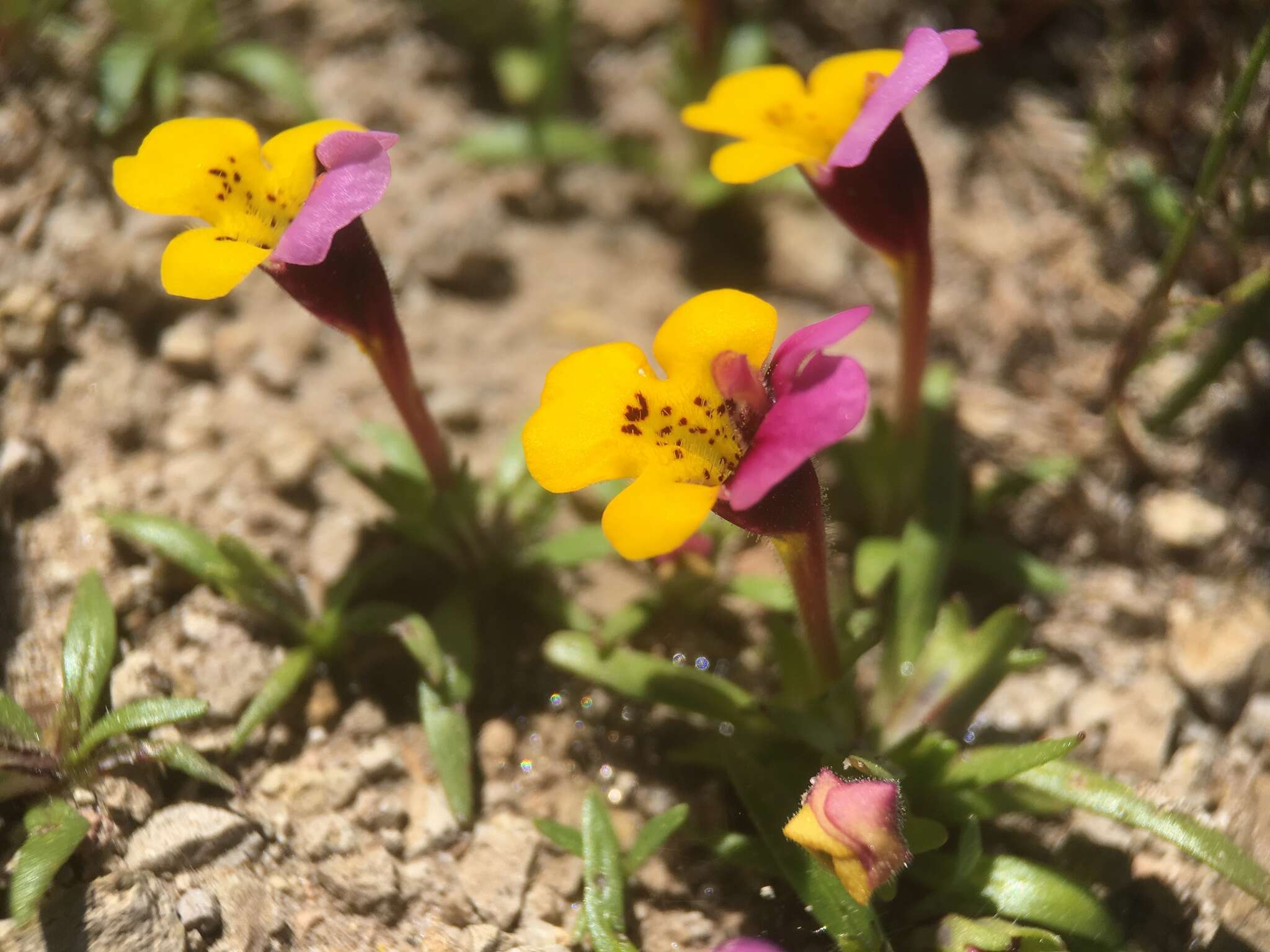 Image of Yellow-Lip Pansy Monkey-Flower