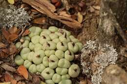 Image of Conophytum truncatum (Thunb.) N. E. Br.