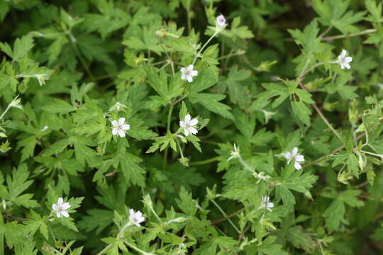 Image of Siberian geranium