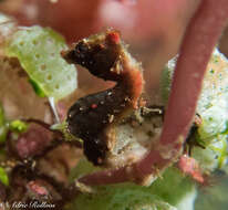 Image of Pontoh`s Pygmy Seahorse