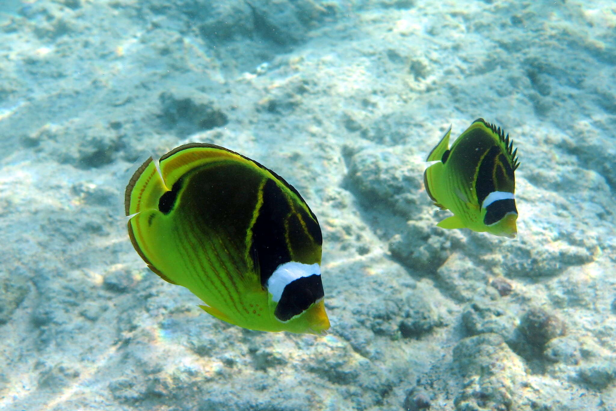 Image of Halfmoon Butterflyfish