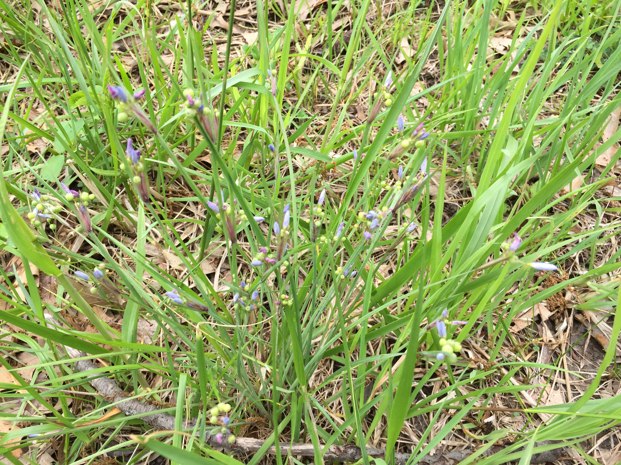 Image of white blue-eyed grass