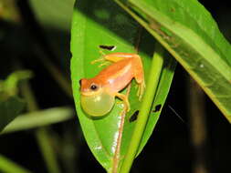 Image of Dendropsophus mathiassoni (Cochran & Goin 1970)