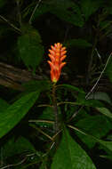 Image de Aphelandra liboniana Linden