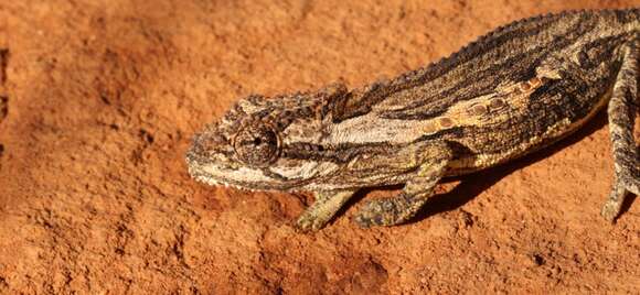 Image of Robertson Dwarf Chameleon