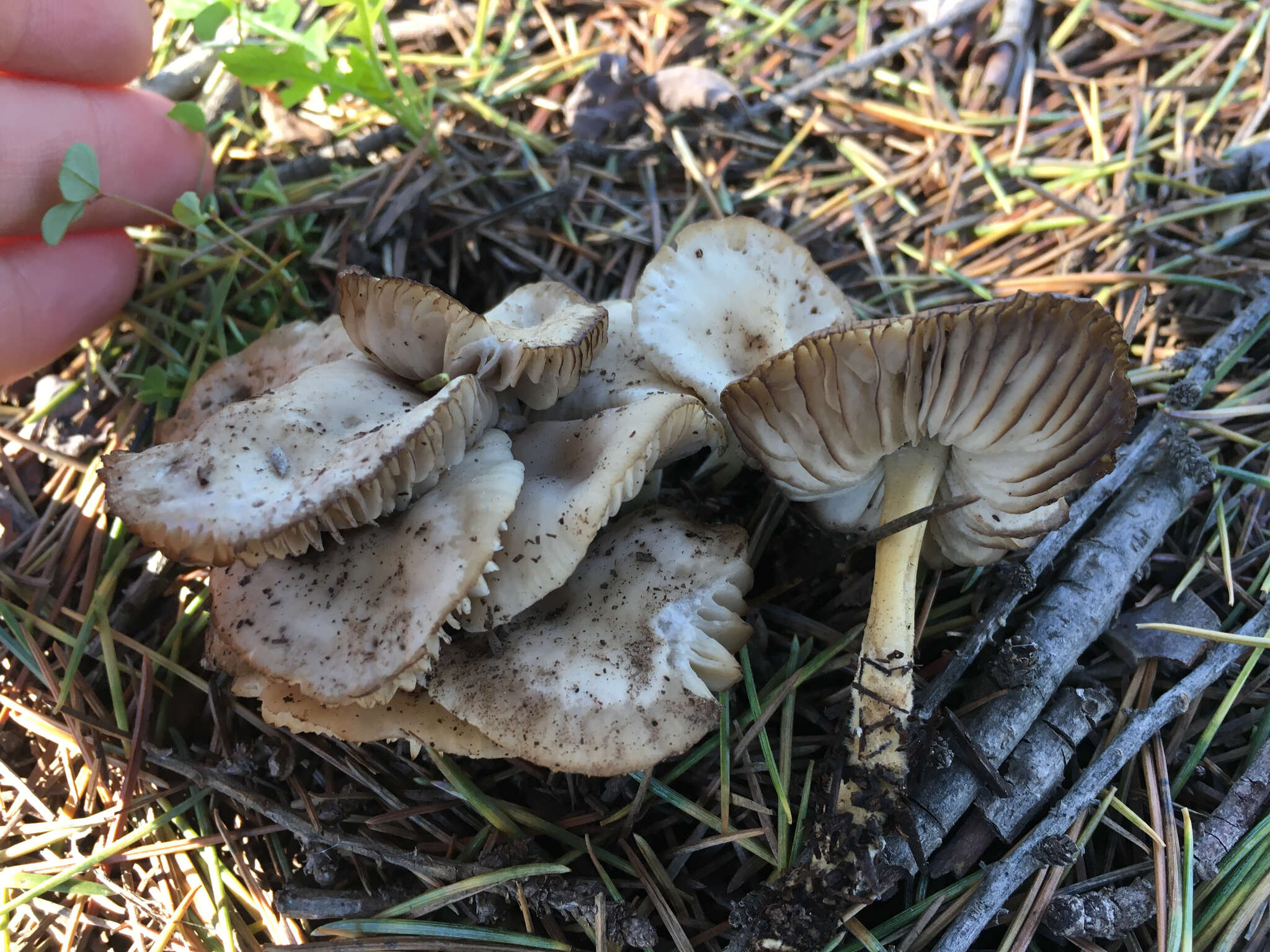 Sivun Marasmius albogriseus (Peck) Singer 1943 kuva