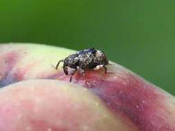 Image of Plum Curculio