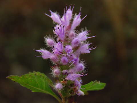 Image de Elsholtzia argyi H. Lév.