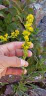 Image of Solidago simplex var. ontarioensis (Ringius) G. S. Ringius