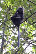 Image de Cercopithecus mitis stuhlmanni Matschie 1893