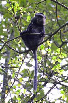 Image of Cercopithecus mitis stuhlmanni Matschie 1893