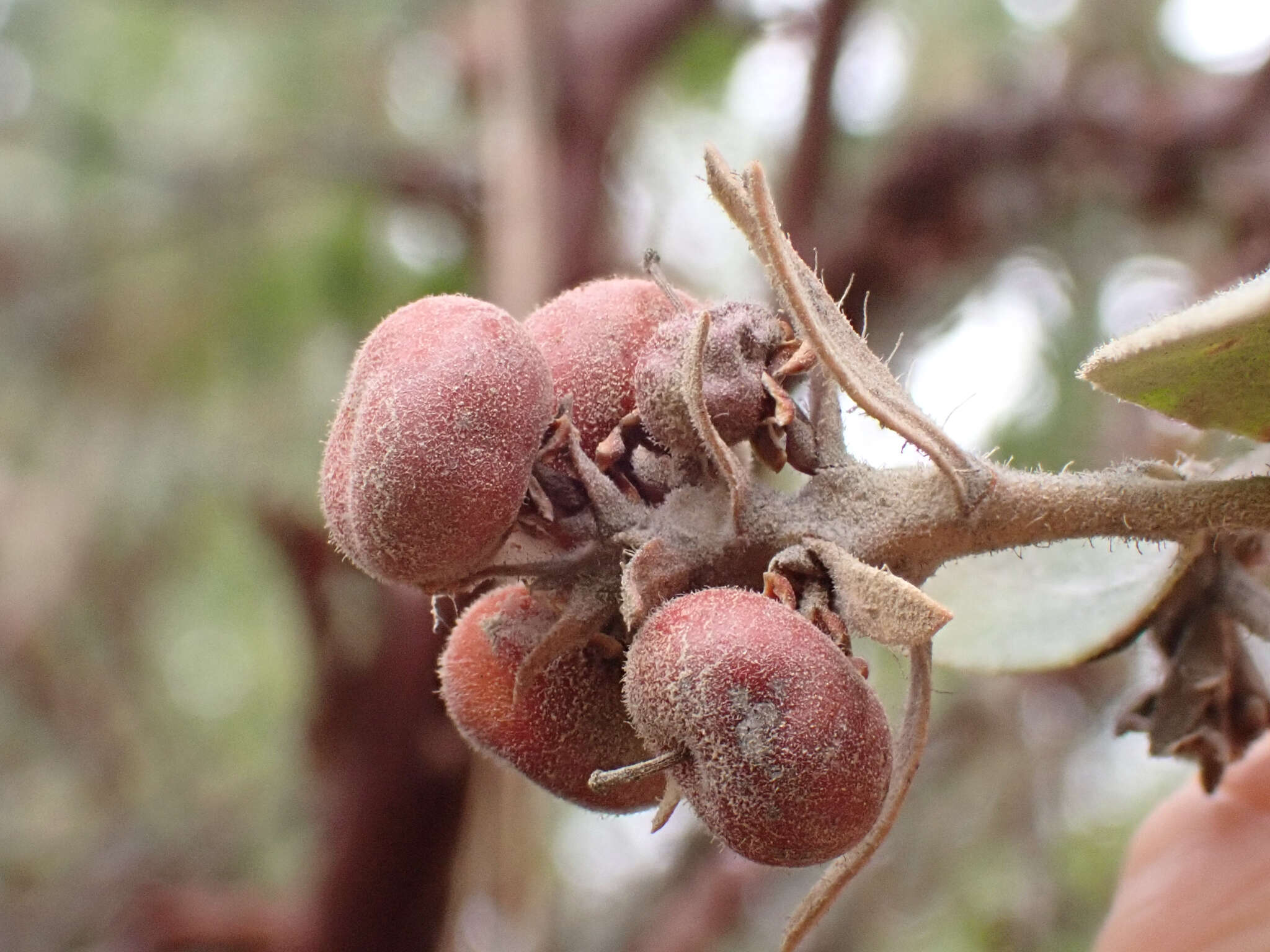 Image of Del Norte manzanita