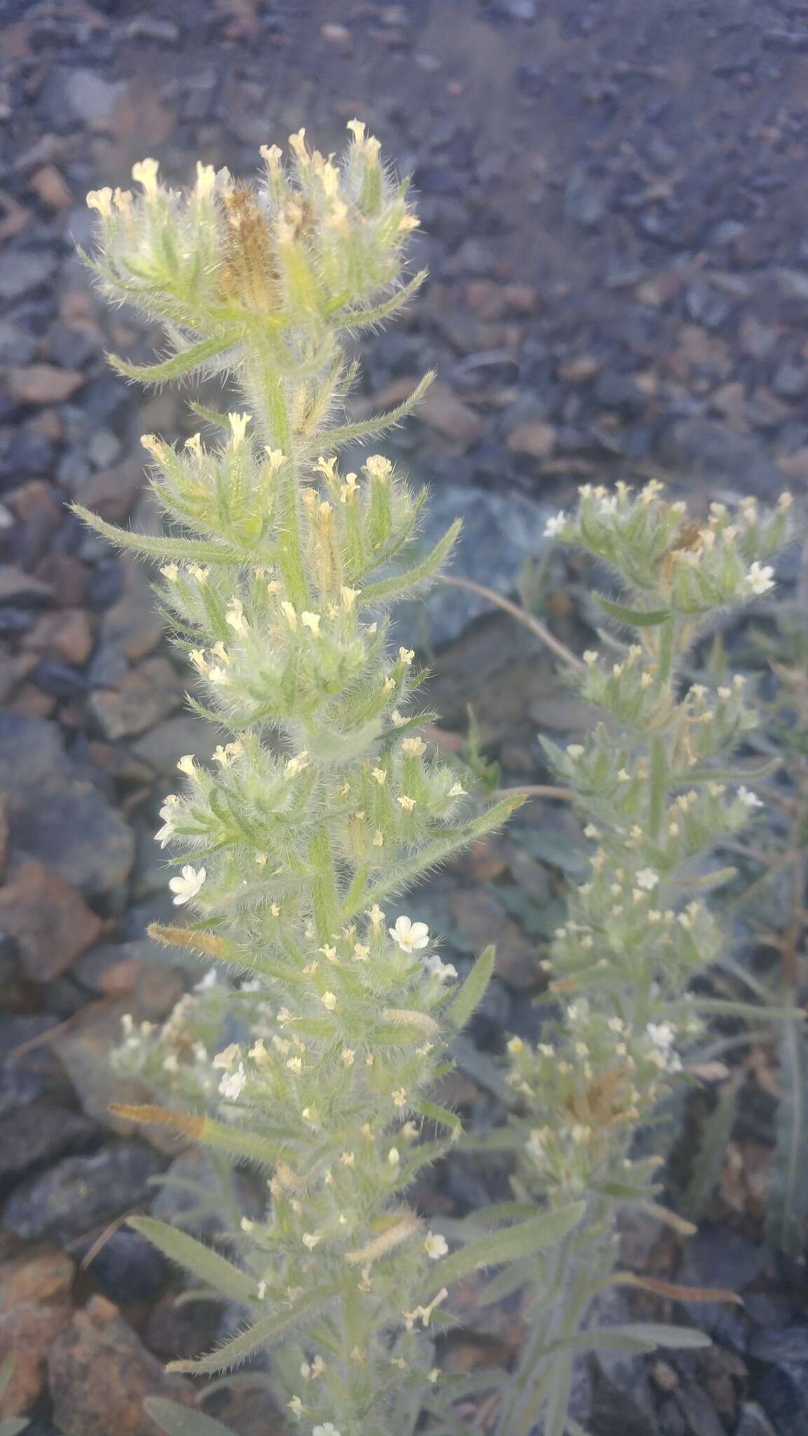 Image of Thompson's cryptantha