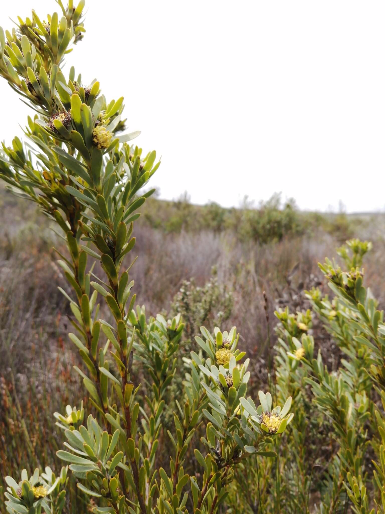 Image of Leucadendron remotum I. Williams