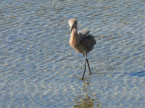 Image de Egretta rufescens rufescens (Gmelin & JF 1789)