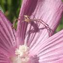 Sivun Mecaphesa californica (Banks 1896) kuva