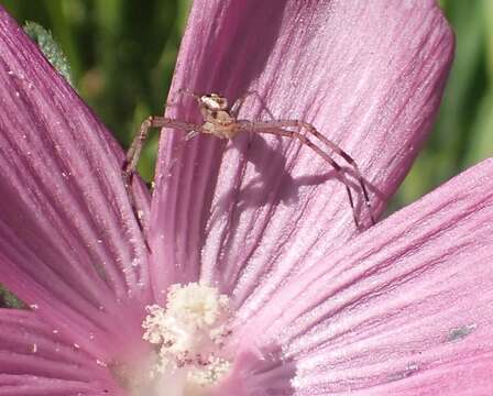 Sivun Mecaphesa californica (Banks 1896) kuva