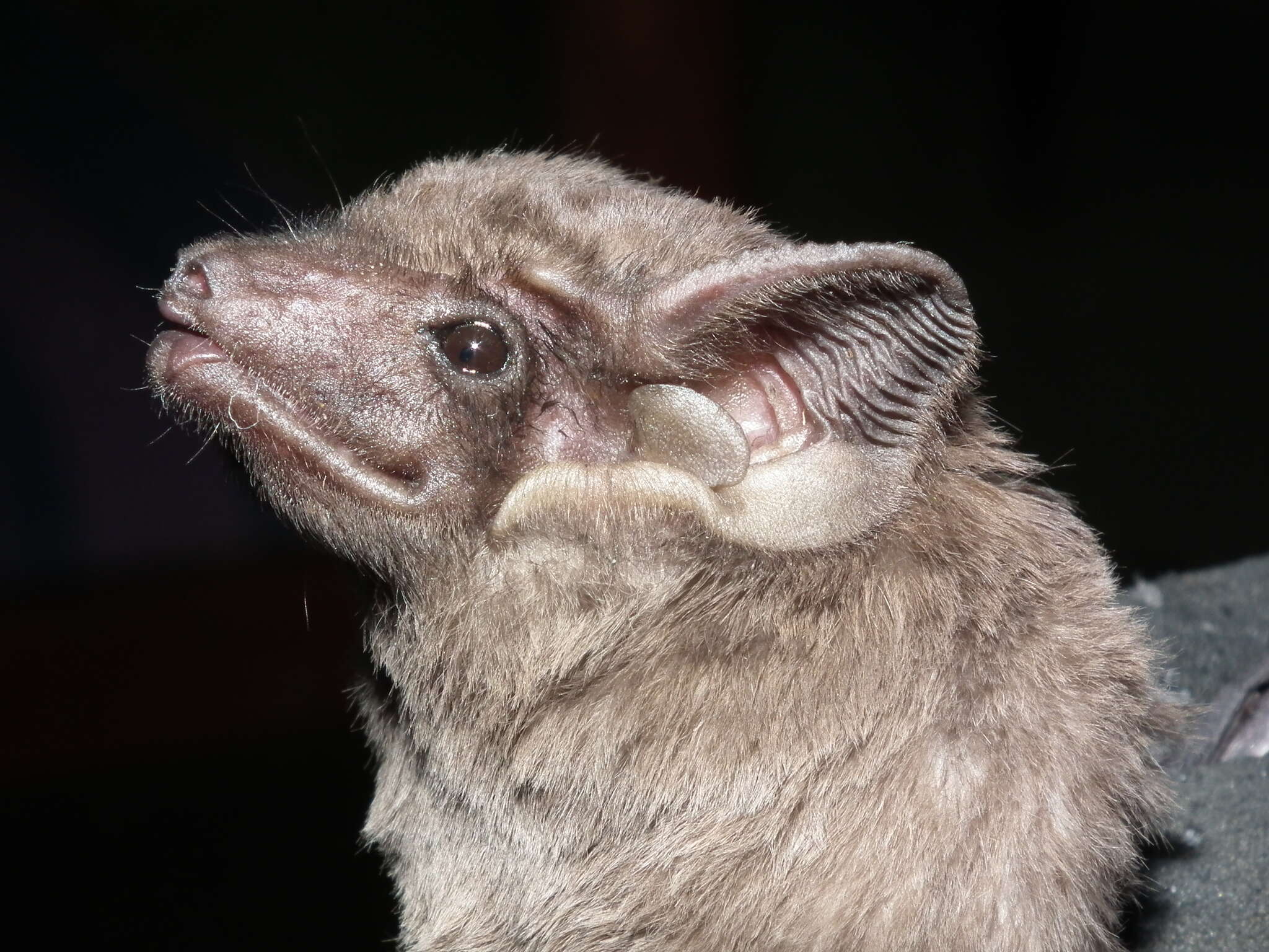 Image de Black-bearded Tomb Bat