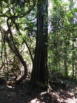 Plancia ëd Diatenopteryx sorbifolia Radlk.