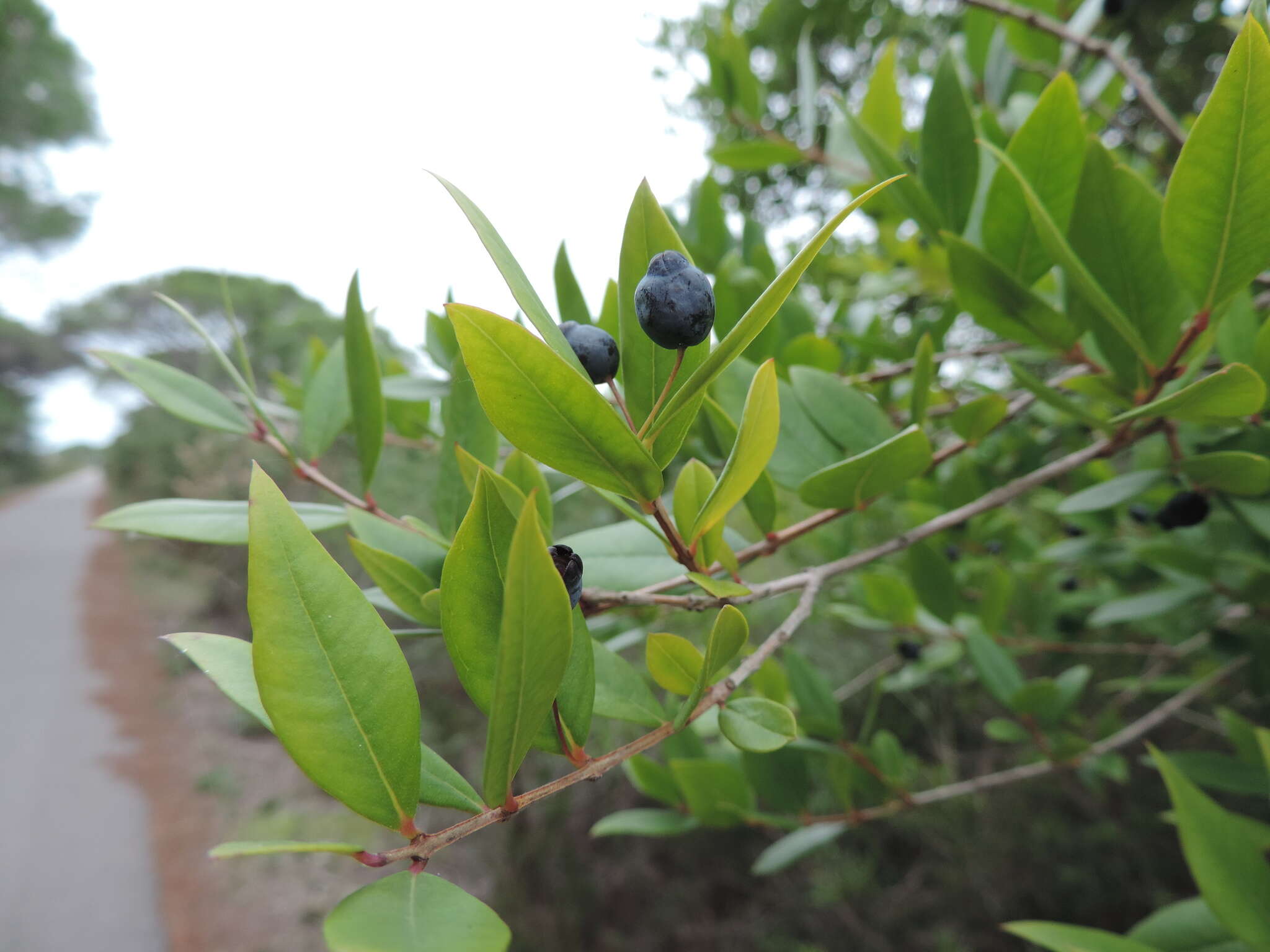 Myrtus communis subsp. communis resmi