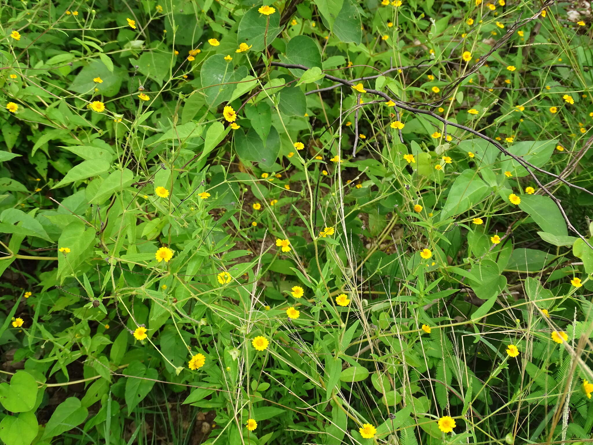 Image of Melampodium gracile Less.