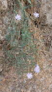 Image of Lactuca tenerrima Pourr.