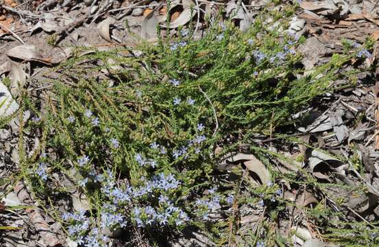 Image of Lechenaultia expansa R. Br.