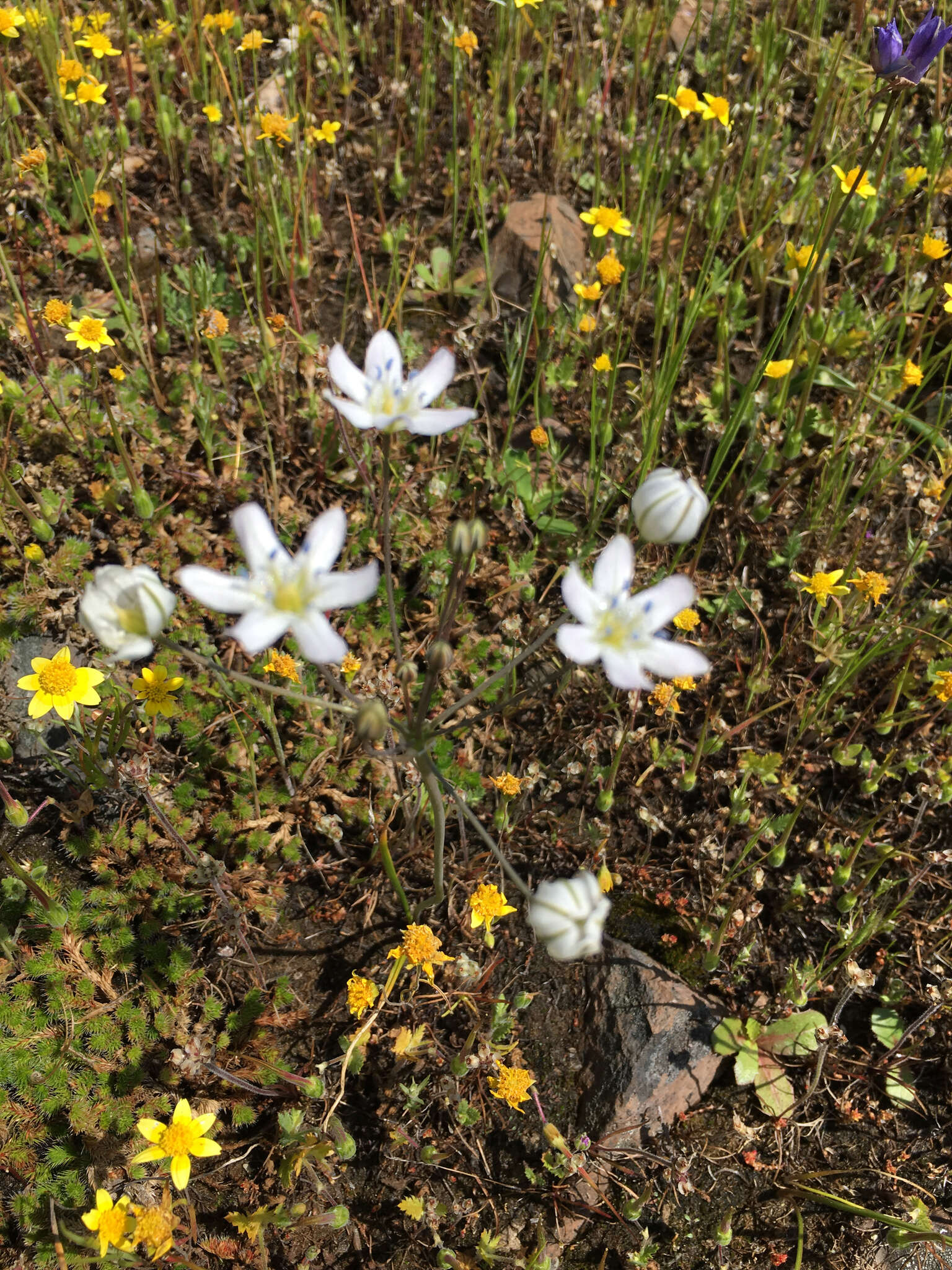 Image of Triteleia lilacina Greene