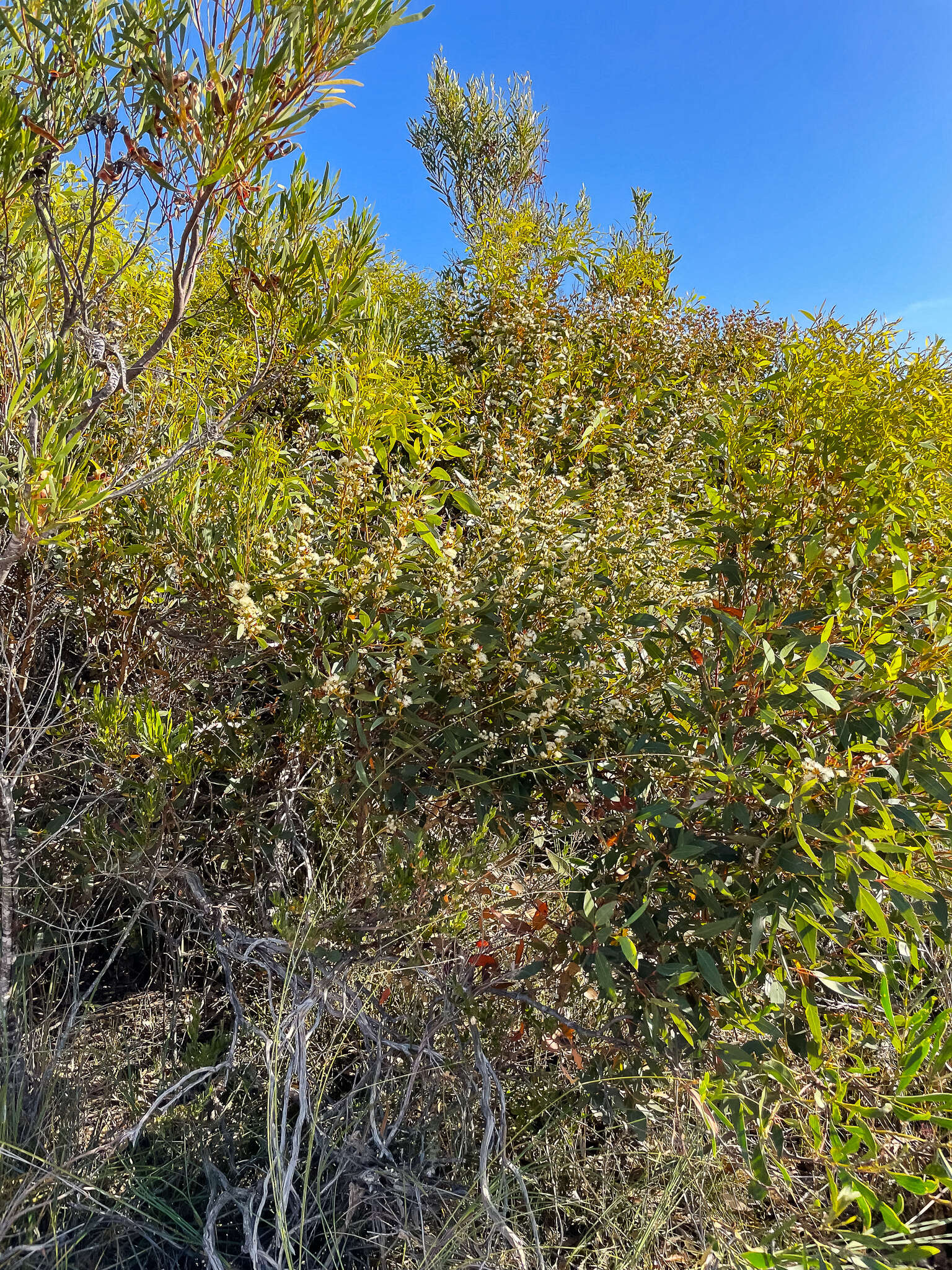 Image of <i>Eucalyptus <i>uncinata</i></i> subsp. uncinata